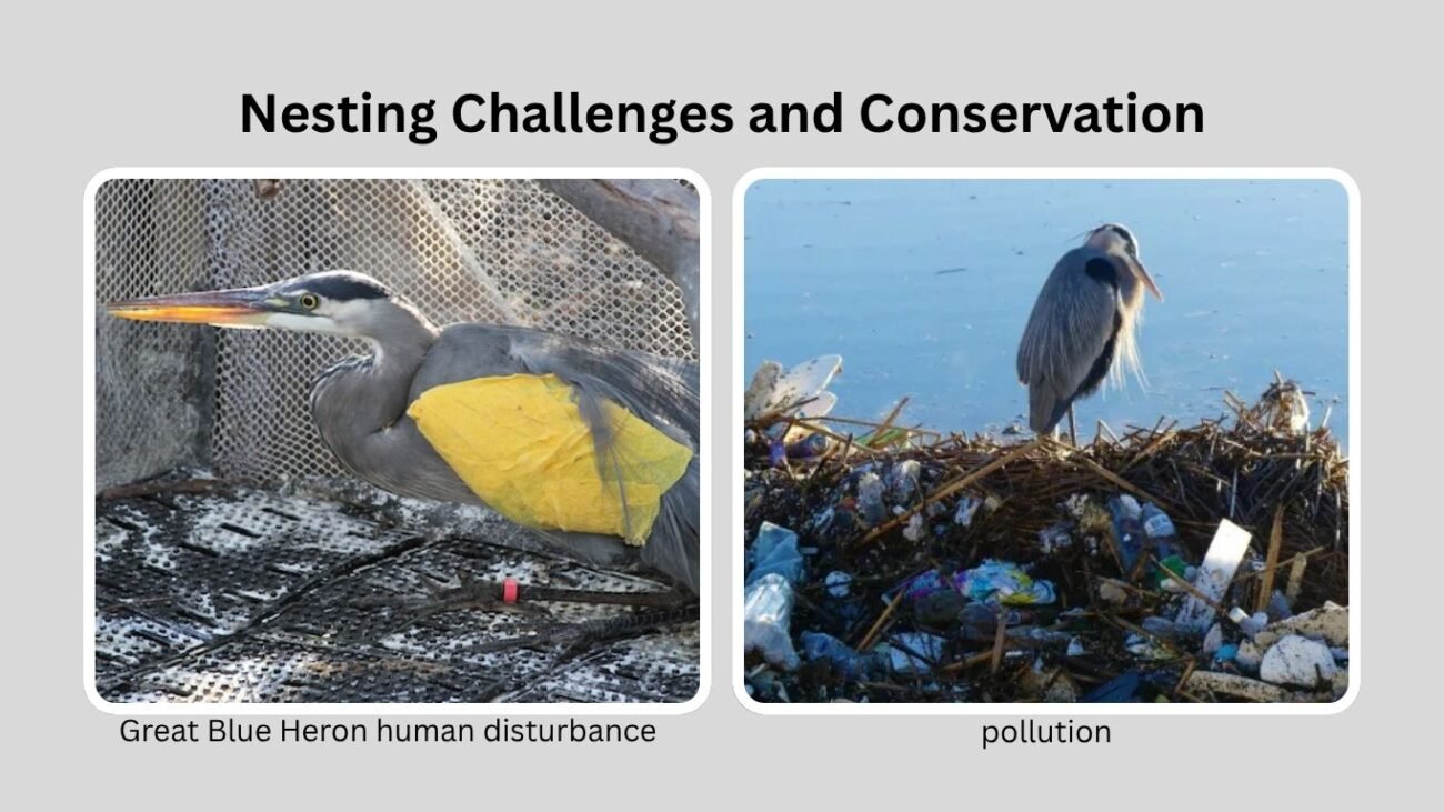 Nesting Challenges and Conservation