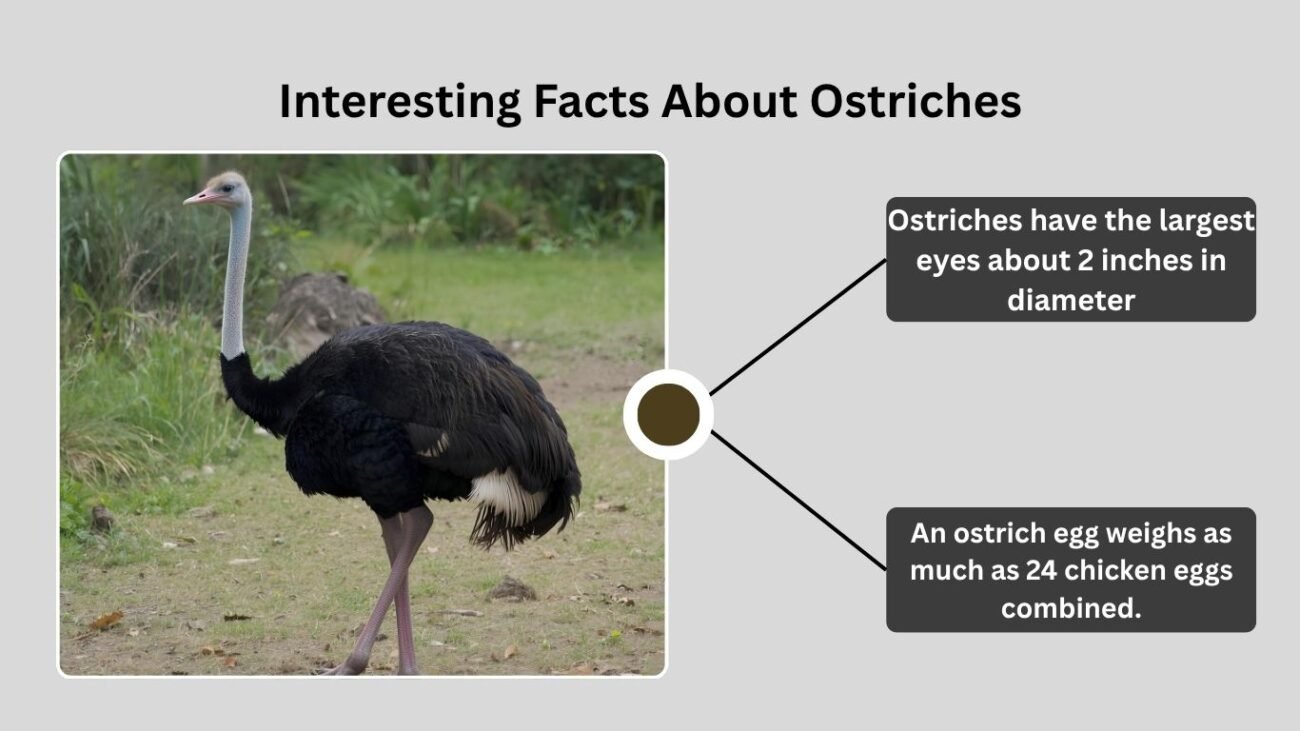 Interesting Facts About Ostriches