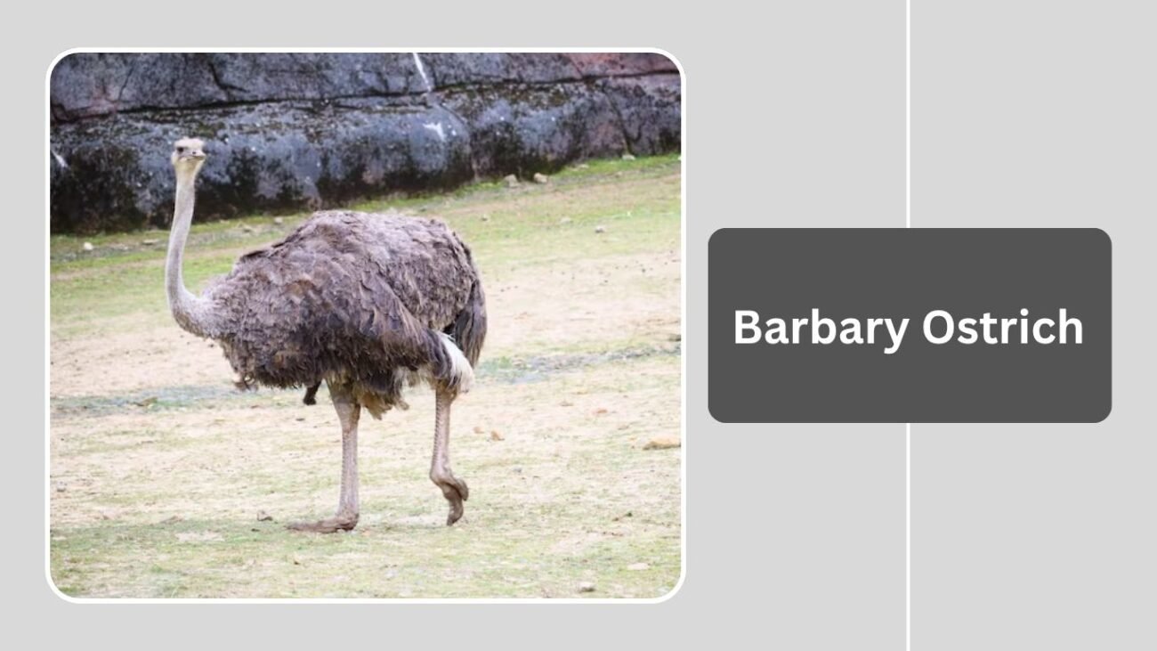 Barbary Ostrich 