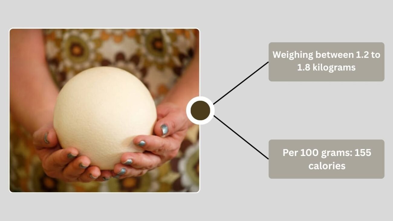 Ostrich Egg Nutrition and Facts