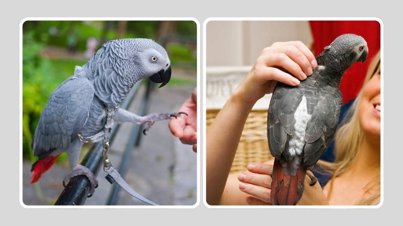 Are African Grey Parrots Good Pets?