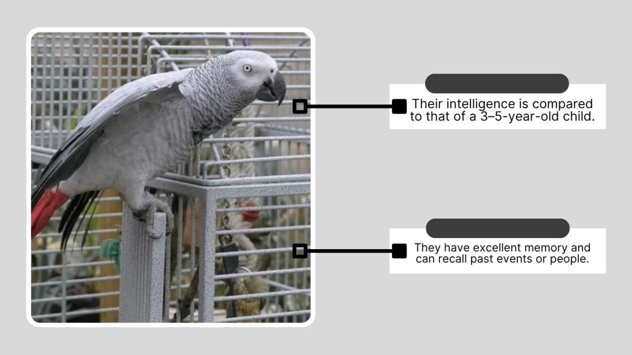 Interesting Facts About the Grey Parrot