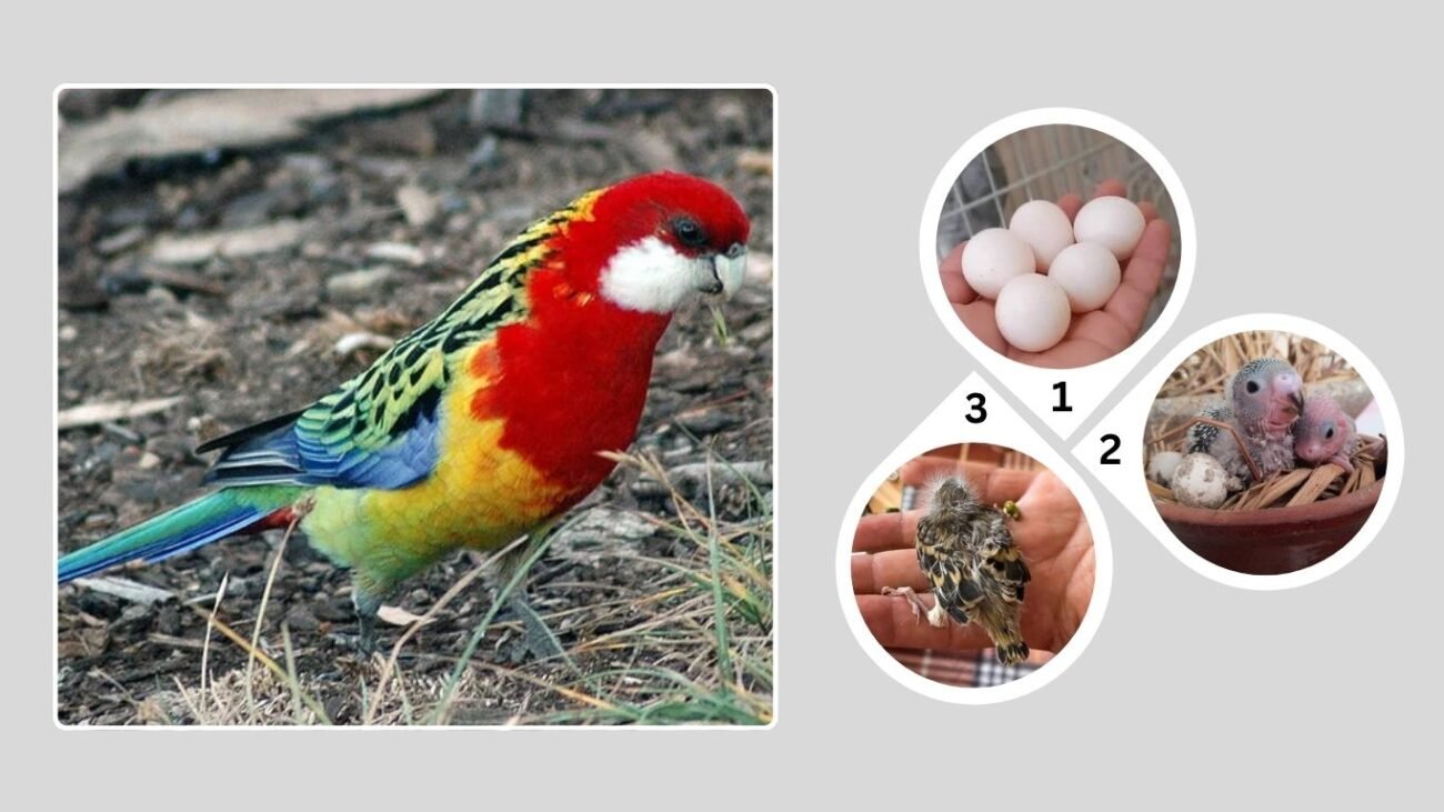 Breeding and Lifespan