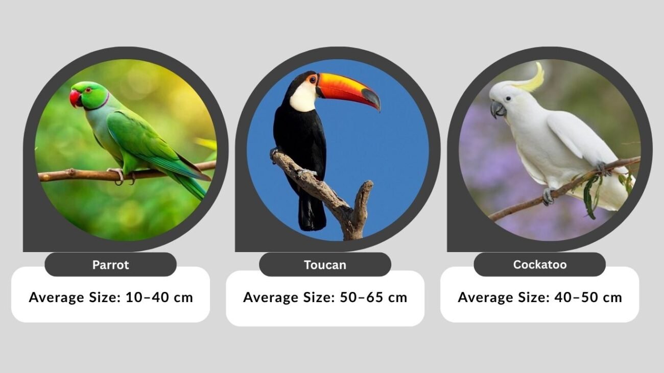 Comparison Table