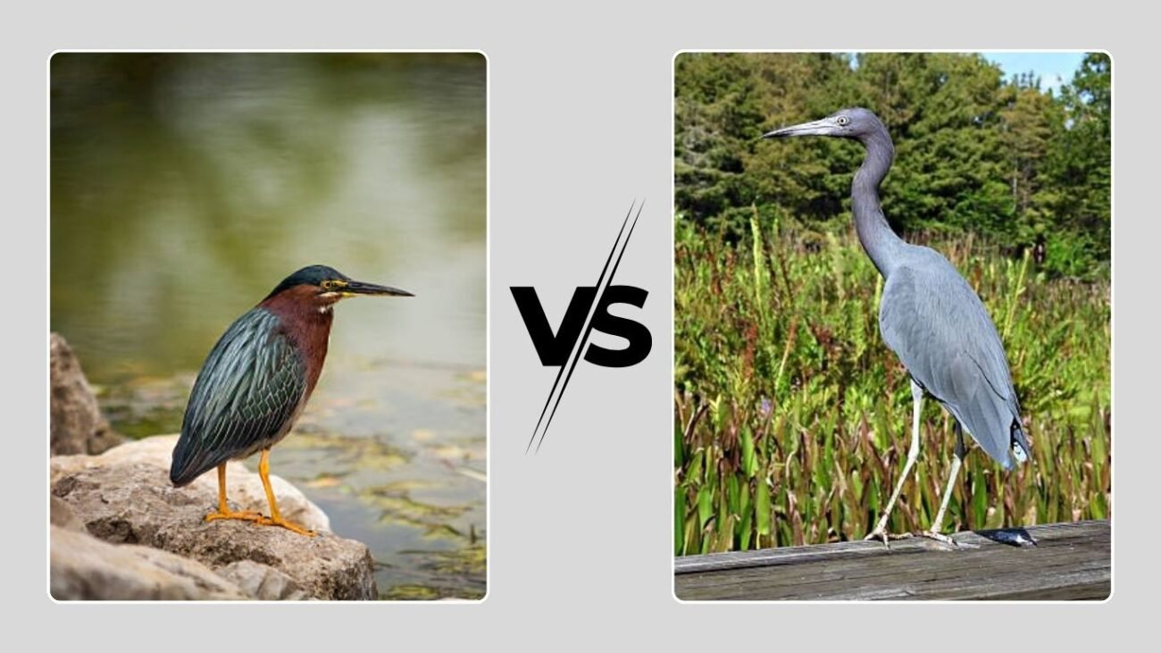 Little Green Heron vs Little Blue Heron