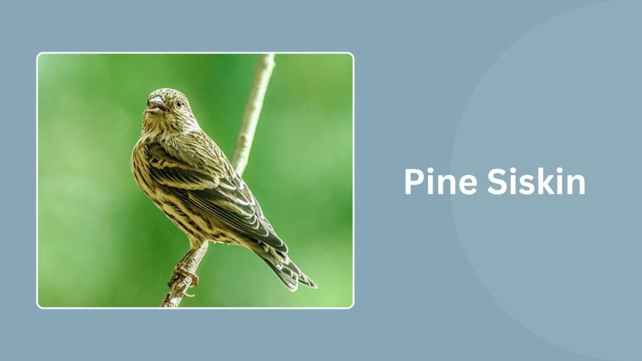Pine Siskin