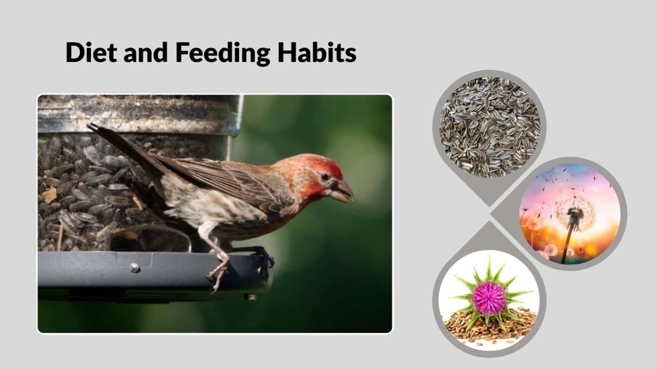 Diet and Feeding Habits