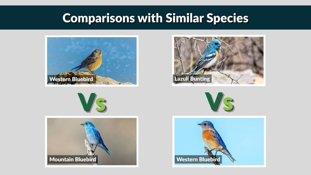 Comparisons with Similar Species