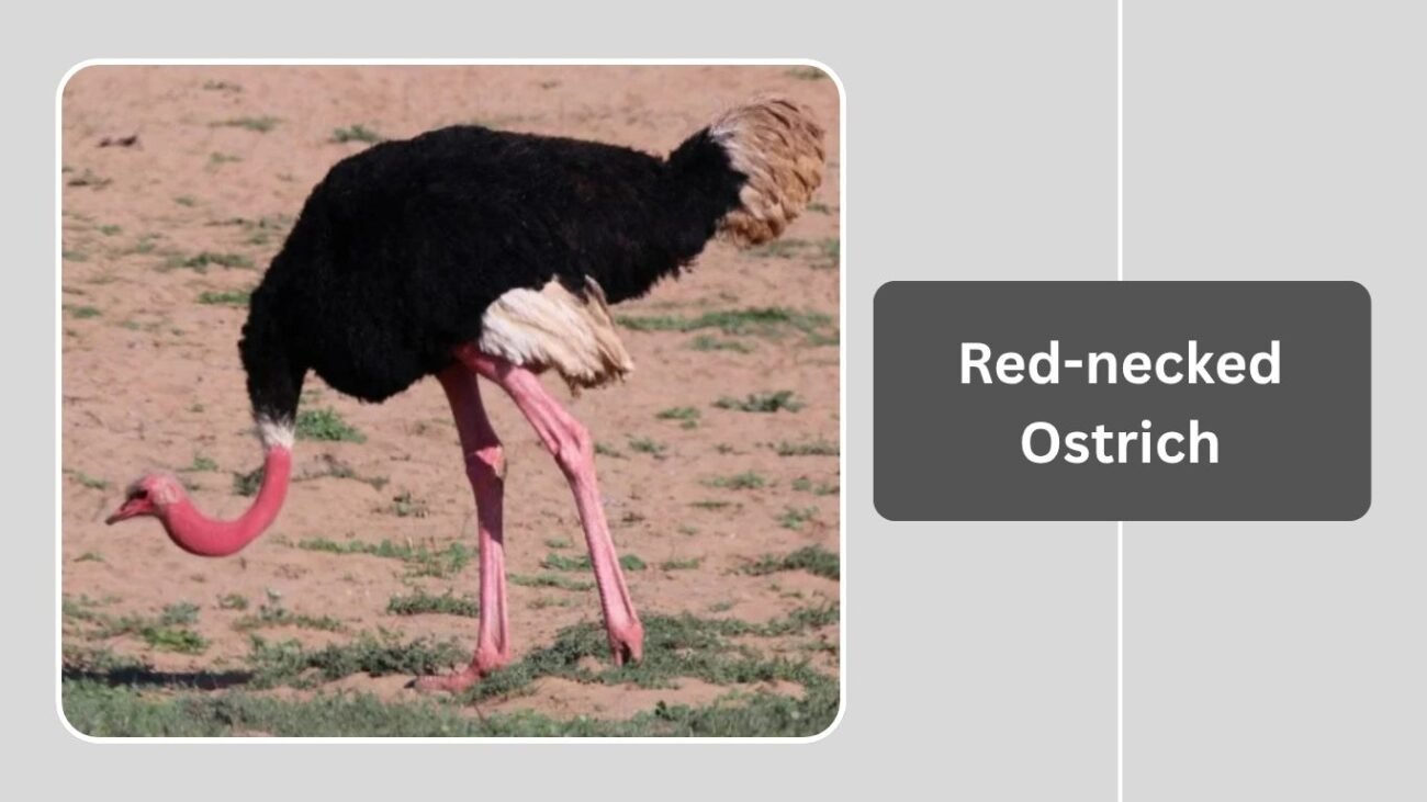 Red-necked Ostrich