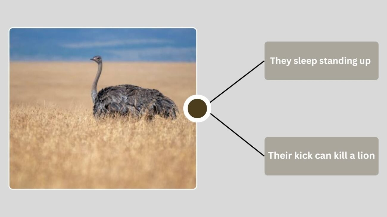 Fun and Amazing Facts About Ostriches
