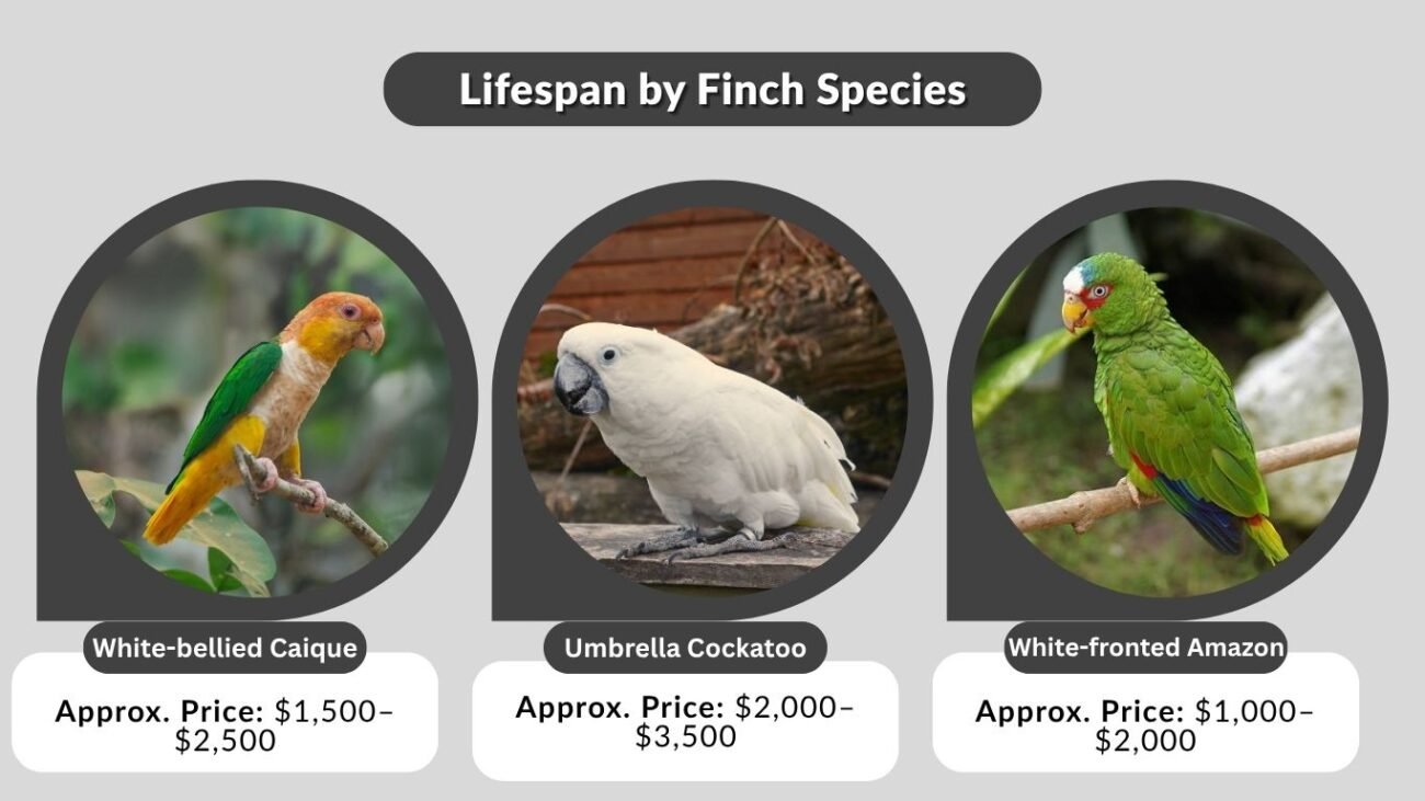 Cost and Availability
