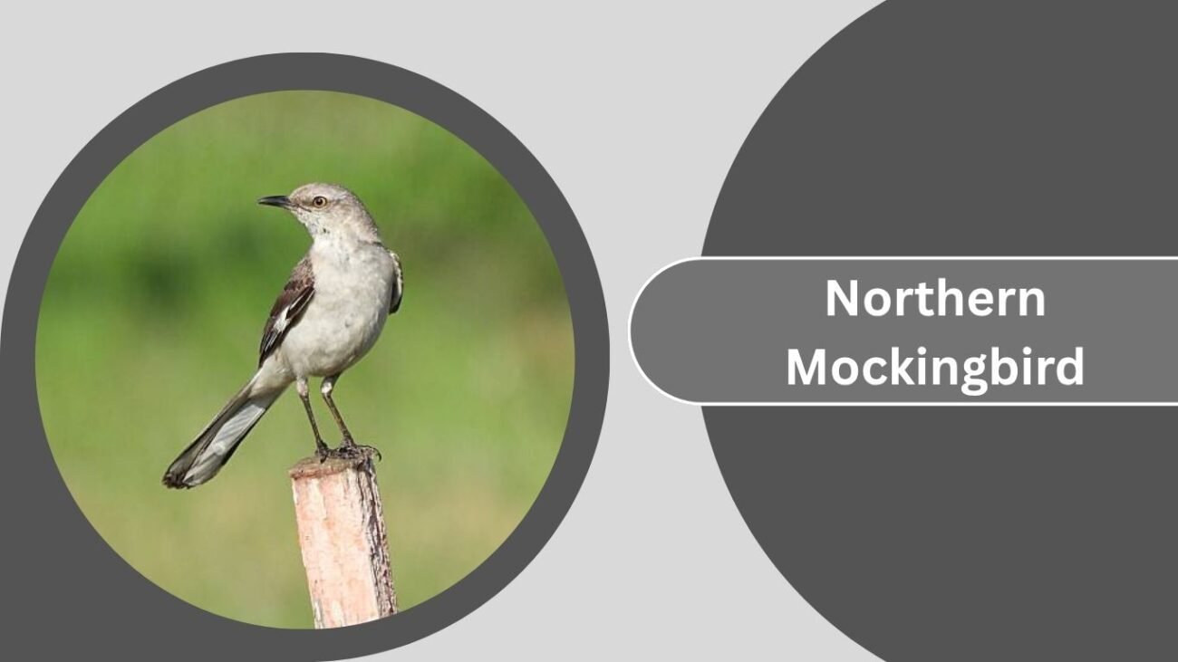 Northern Mockingbird