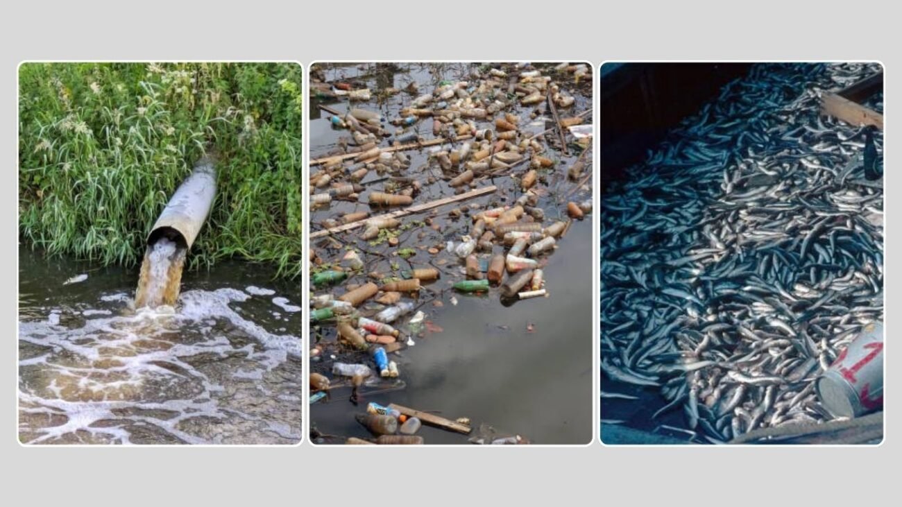 Conservation and Importance