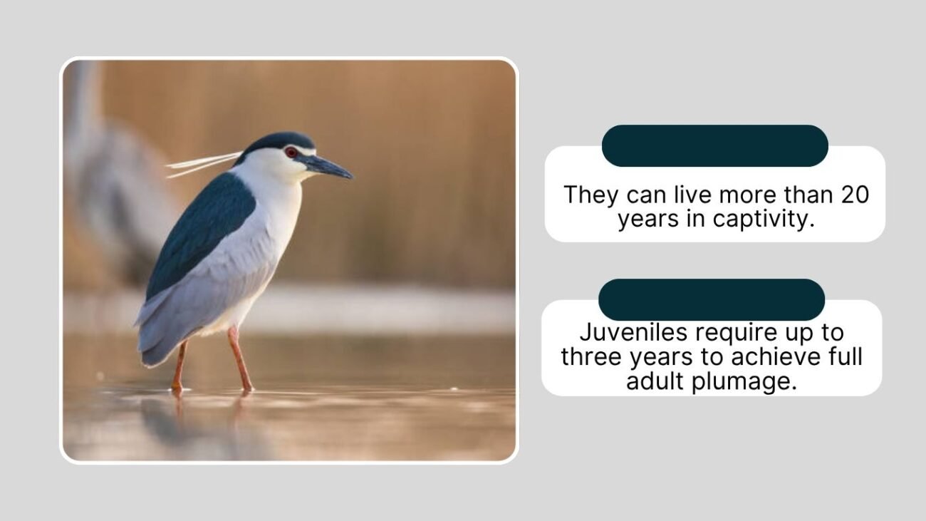 Interesting Facts about the Black-Crowned Night Heron