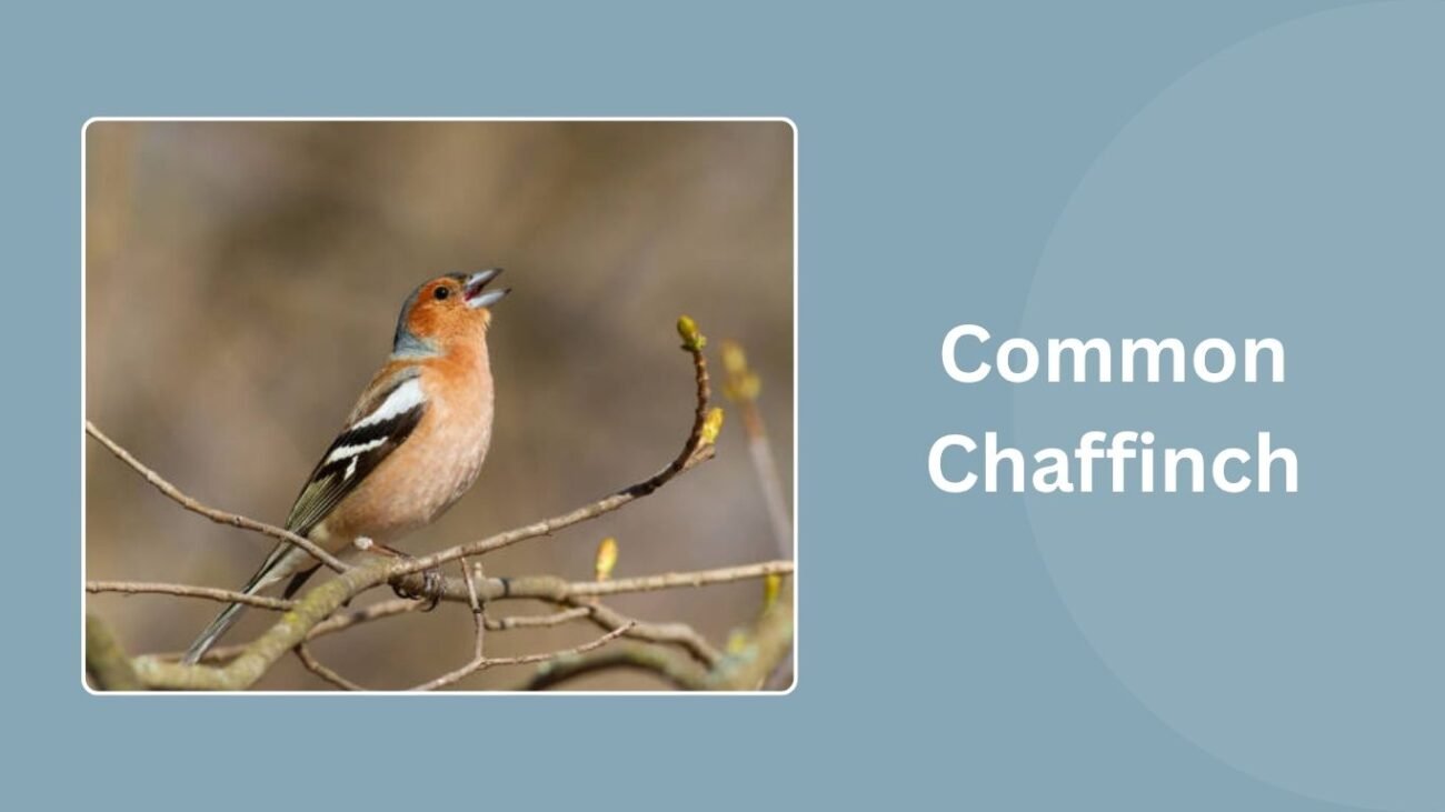 Common Chaffinch