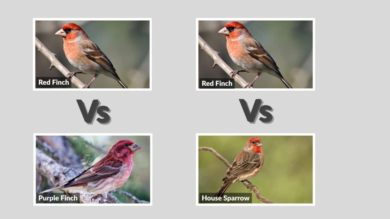 Red Finch vs. Other Birds