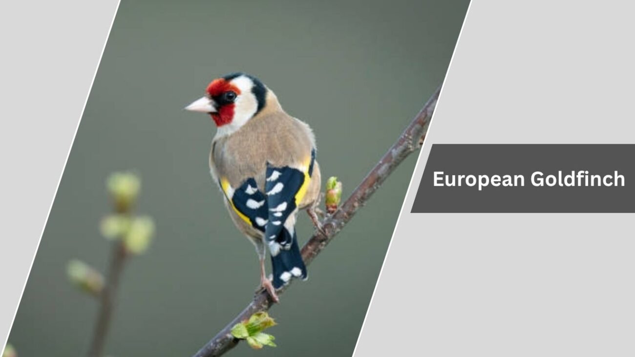 European Goldfinch