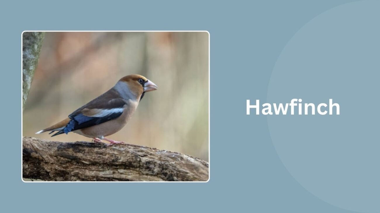 Hawfinch