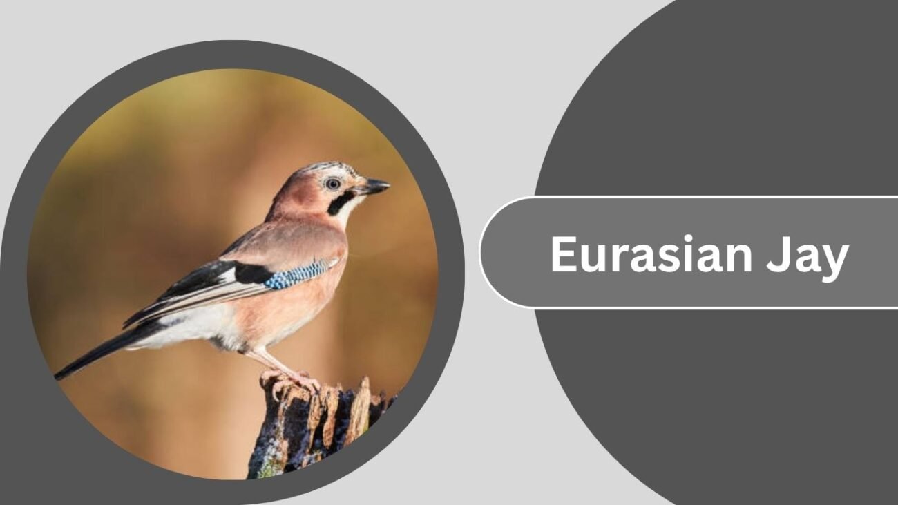 Eurasian Jay