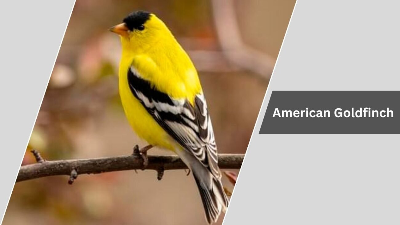 American Goldfinch