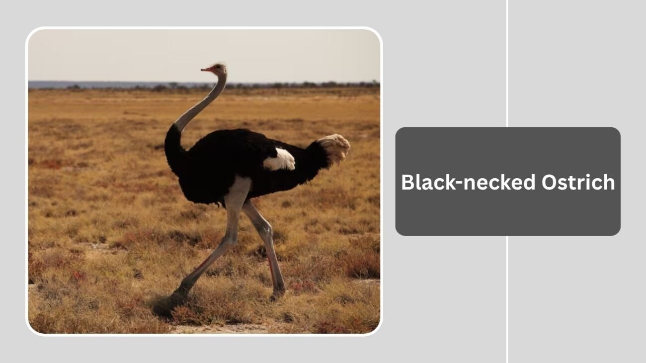 Black-necked Ostrich