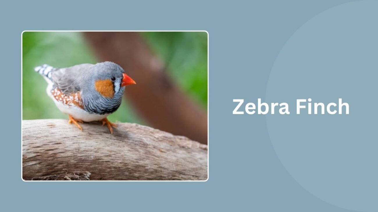 Zebra Finch