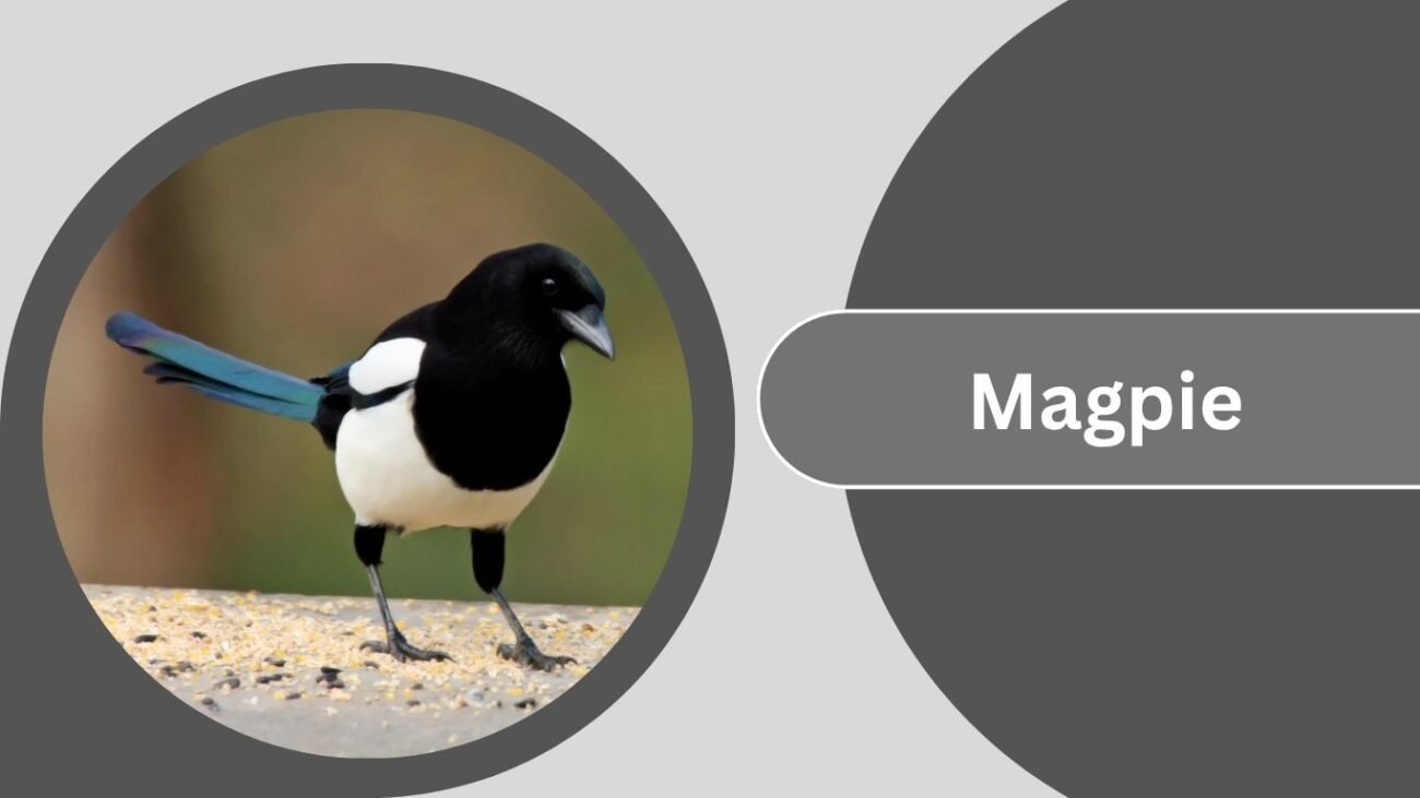 Magpie