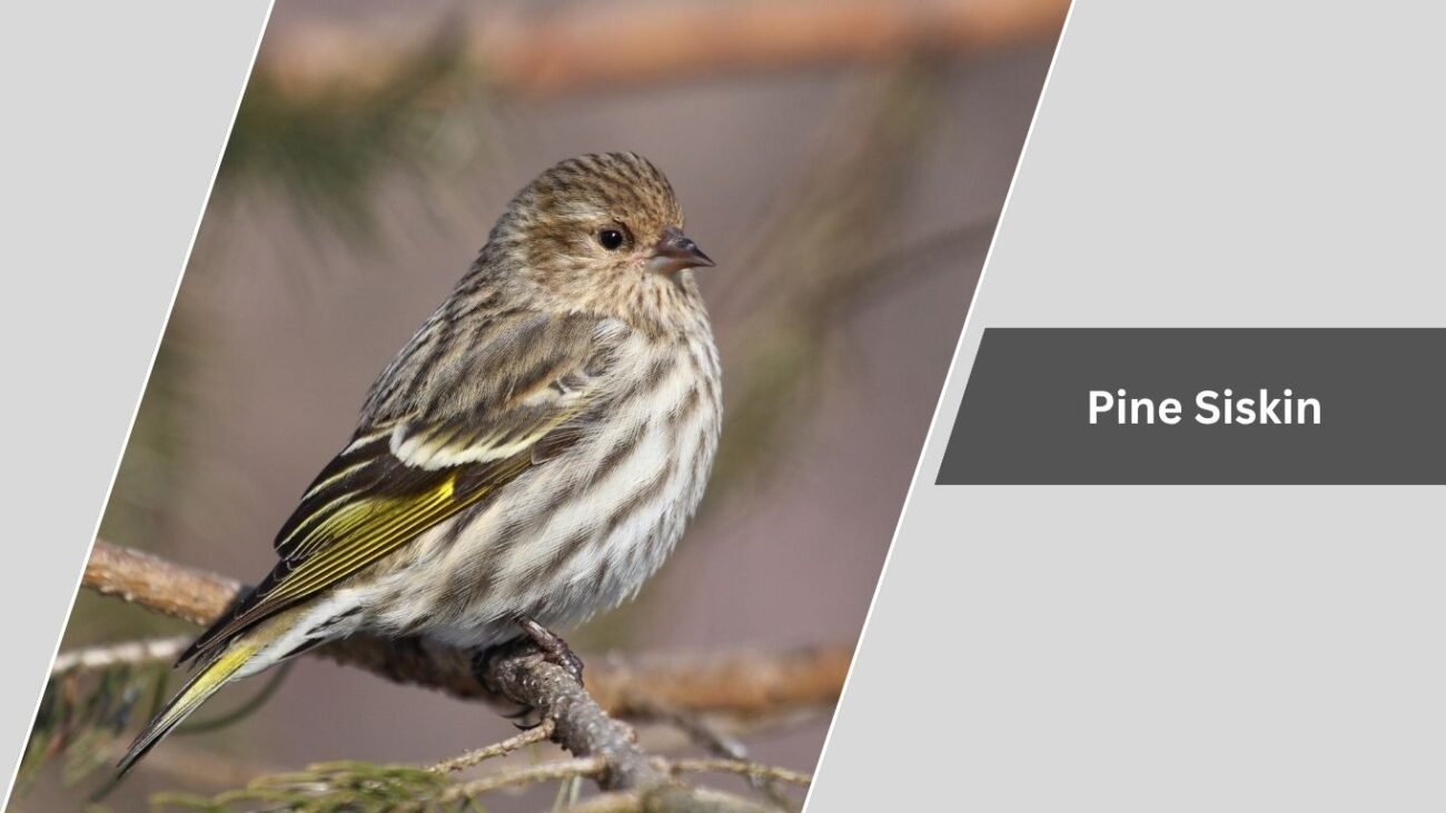 Pine Siskin