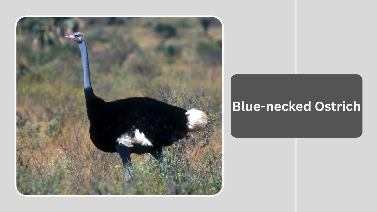 Blue-necked Ostrich 