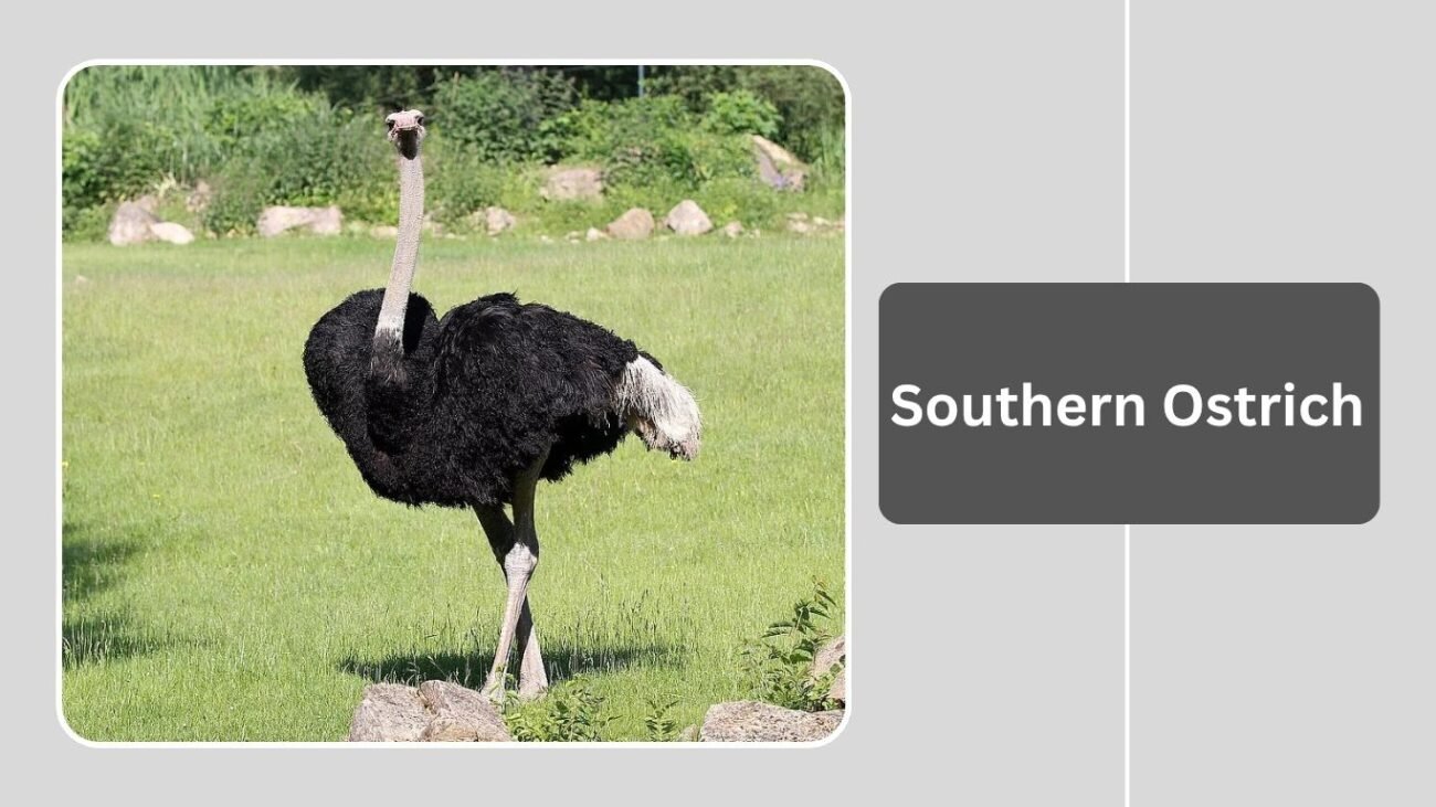 Southern Ostrich 