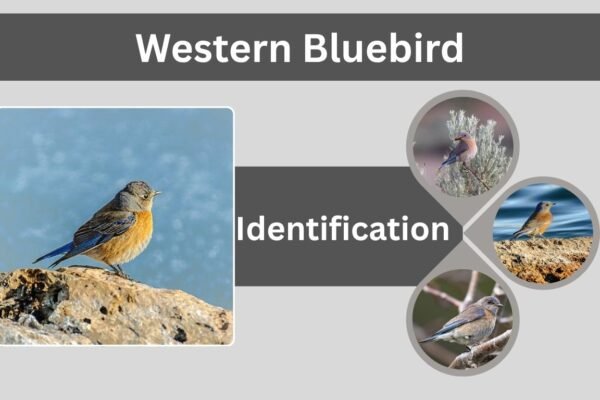 Western Bluebird: Identification, Habitat, Behavior, and Nesting Habits