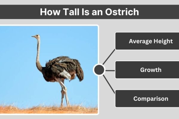 How Tall Is an Ostrich: Average Height, Growth, and Comparison