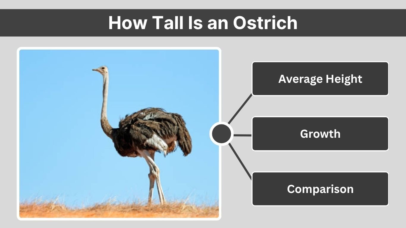 How Tall Is an Ostrich: Average Height, Growth, and Comparison