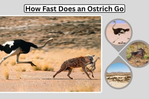 How Fast Does an Ostrich Go: Speed, Movement, and Adaptations
