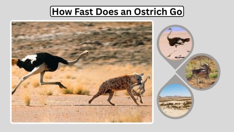 How Fast Does an Ostrich Go: Speed, Movement, and Adaptations