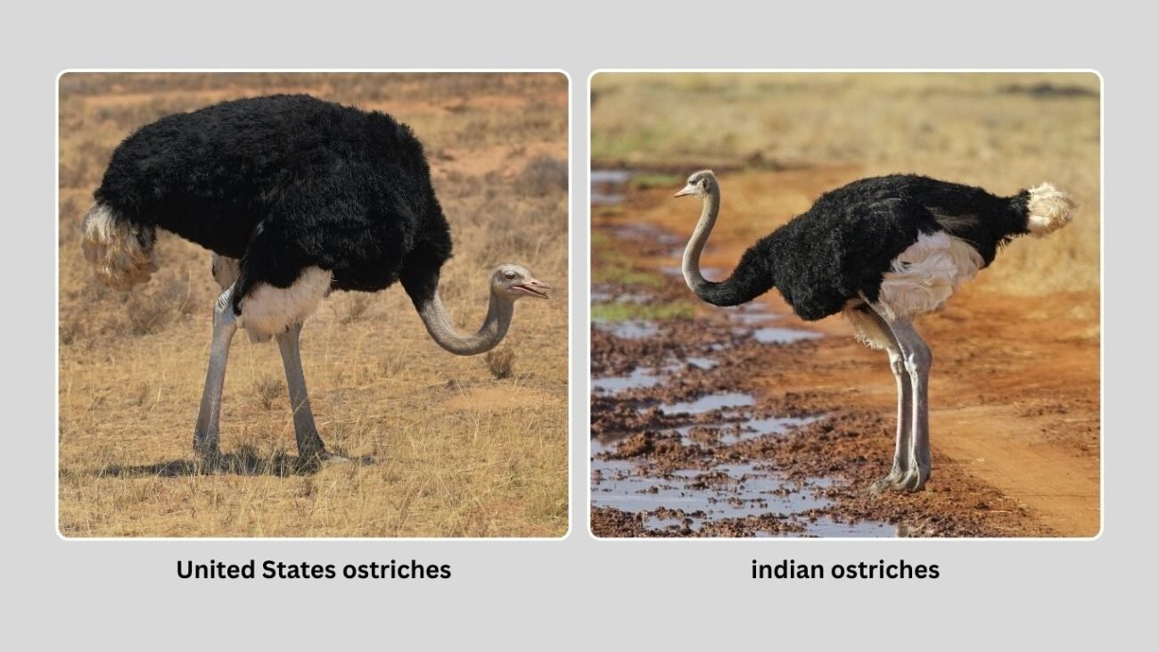 Ostriches Outside Africa