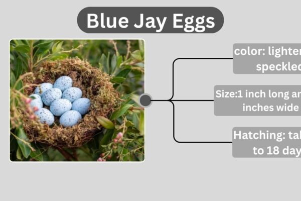 Blue Jay Eggs: Color, Size, Laying Habits, and Hatching