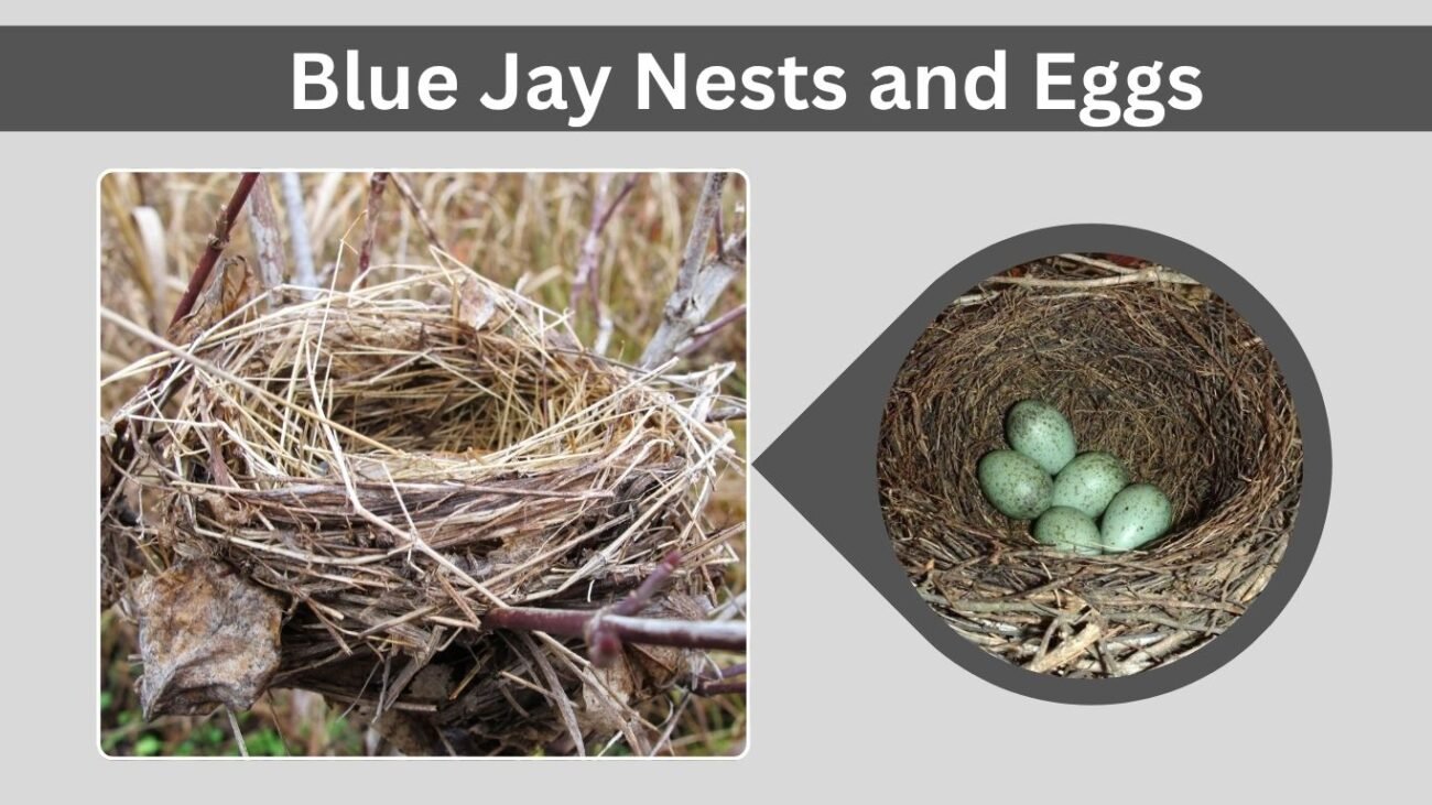Blue Jay Nests and Eggs