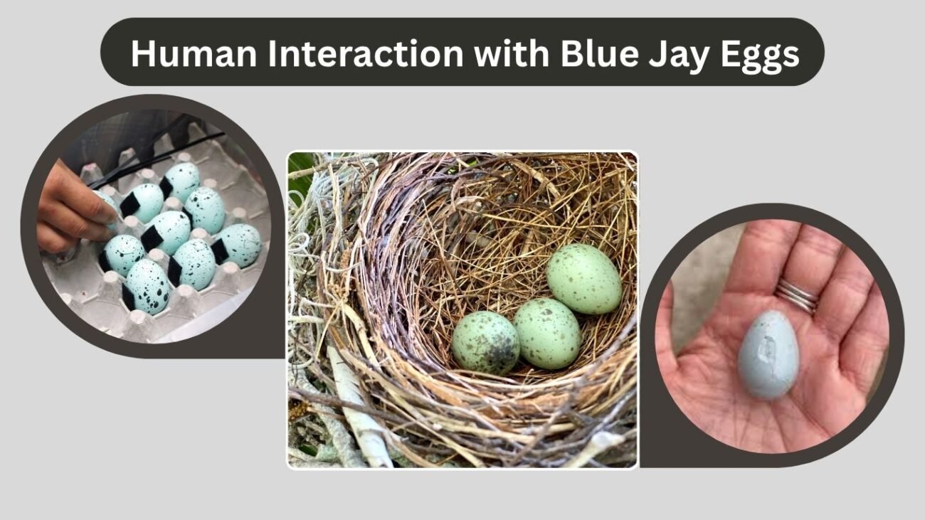 Human Interaction with Blue Jay Eggs
