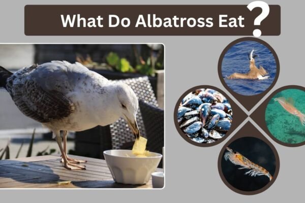 What Do Albatross Eat? Complete Guide to Their Diet & Habits