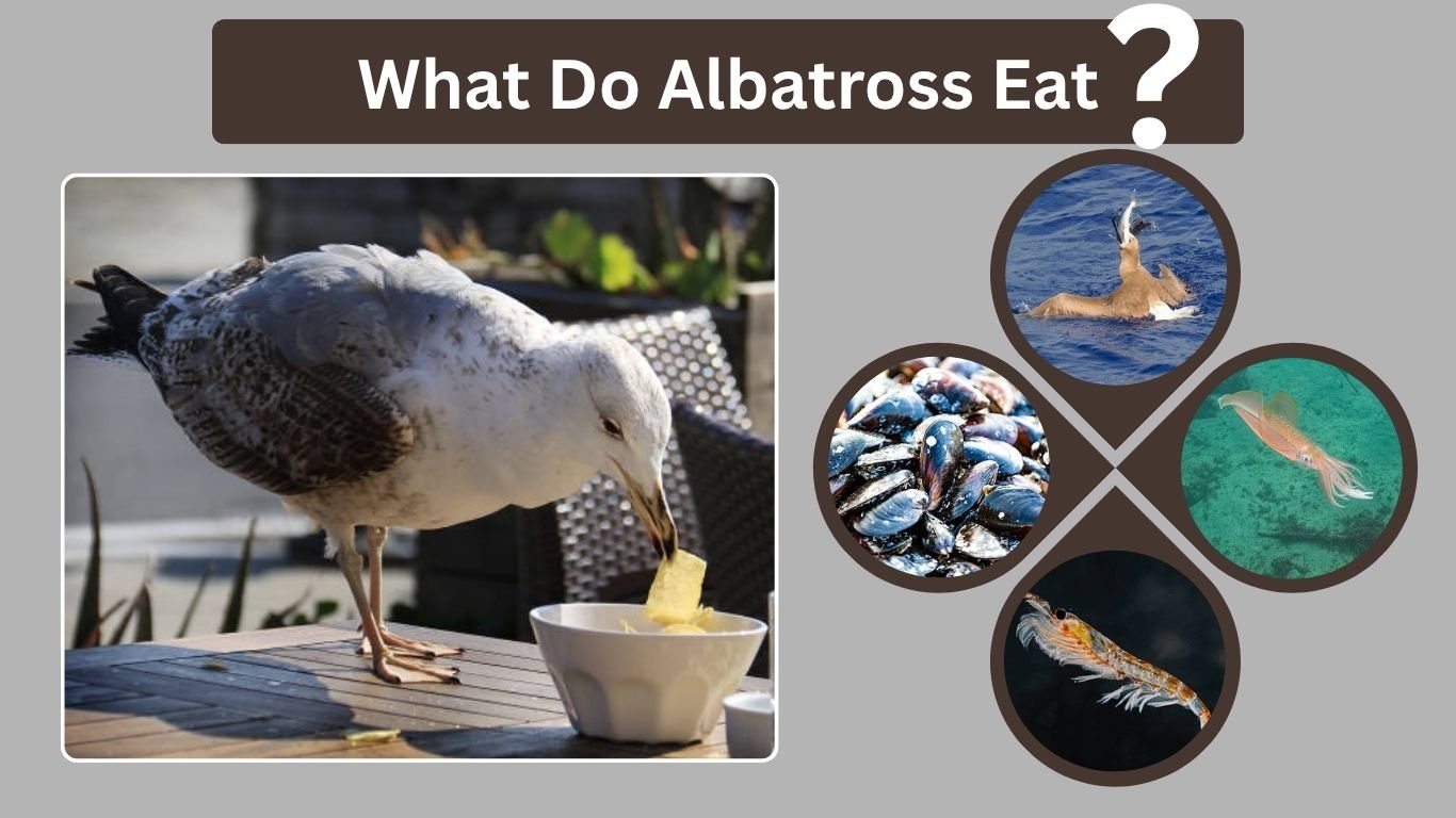What Do Albatross Eat? Complete Guide to Their Diet & Habits