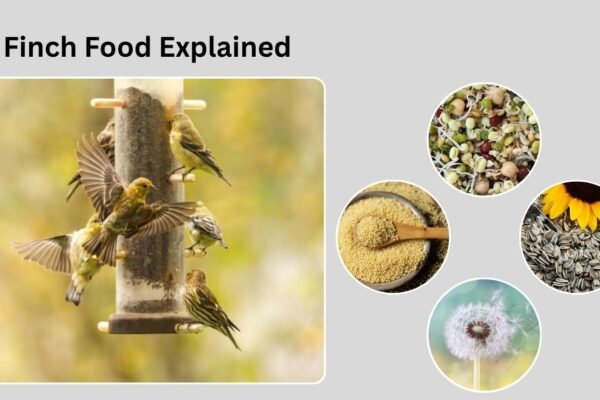 Finch Food Explained: Seeds, Pellets, and Natural Diet Tips