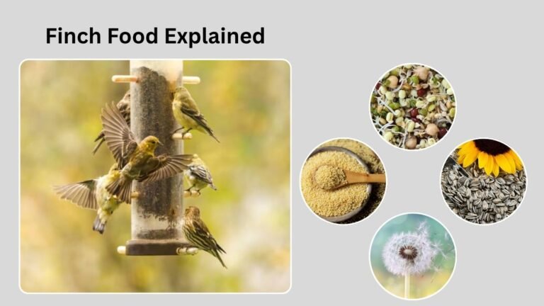 Finch Food Explained: Seeds, Pellets, and Natural Diet Tips
