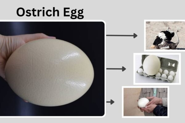 Ostrich Egg: Size, Nutrition, Price, and Buying Guide