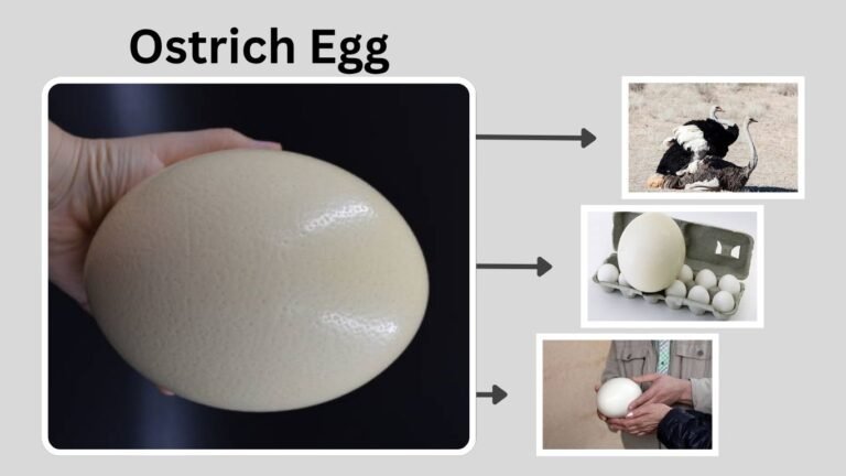 Ostrich Egg: Size, Nutrition, Price, and Buying Guide