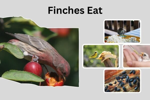 What Do Finches Eat? Complete Guide to Finch Diets