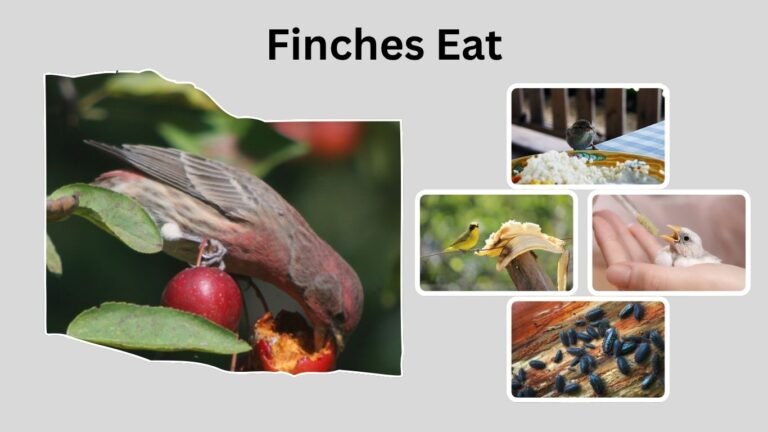 What Do Finches Eat? Complete Guide to Finch Diets