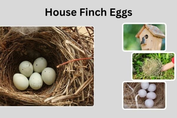House Finch Eggs: Appearance, Nesting, and Hatching Guide