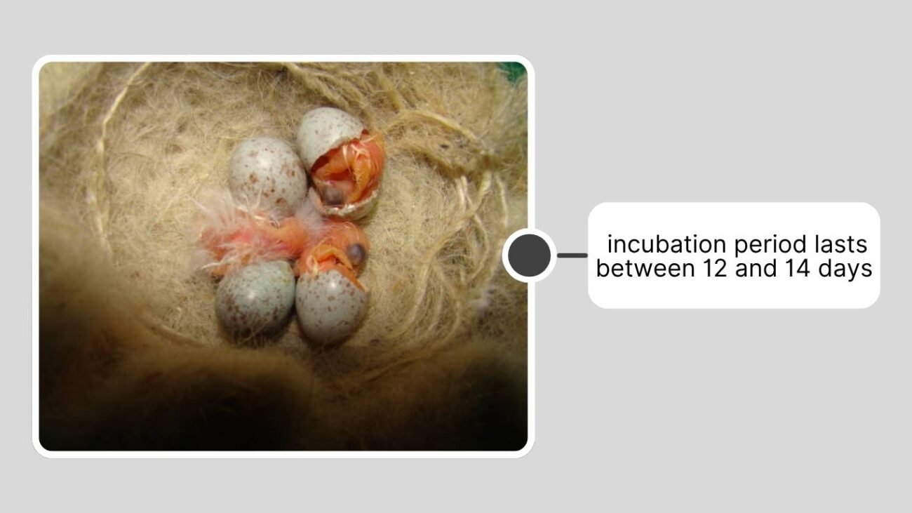 Finch Eggs Take to Hatch