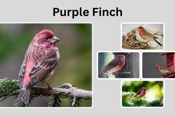 Purple Finch: Identification, Habitat, Behavior, and Unique Traits